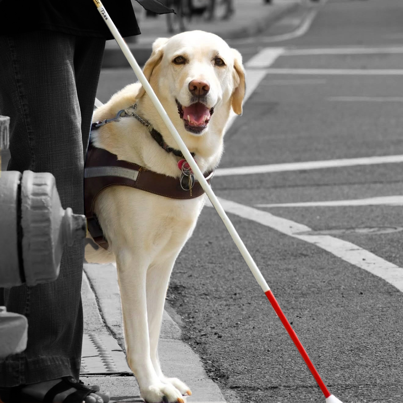 A guide dog, whose white-gold color shows, looks directly at the camera with a red and white cane in frame. The rest of the photo (containing a street, sidewalk, and fire hydrant) is black and white.